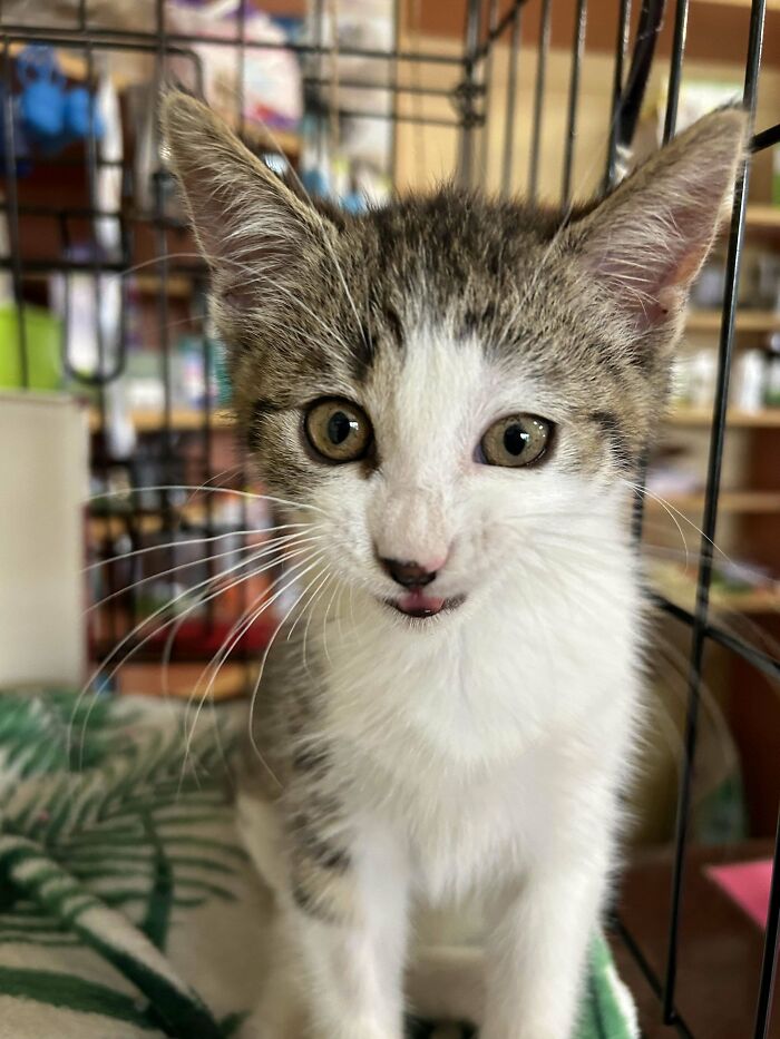 60 Adopted Animals That Are Finally Showered With Love, And It Shows (August Edition)