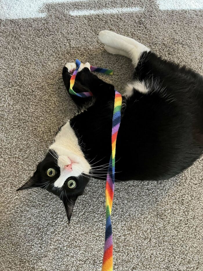 60 Adopted Animals That Are Finally Showered With Love, And It Shows (August Edition)
