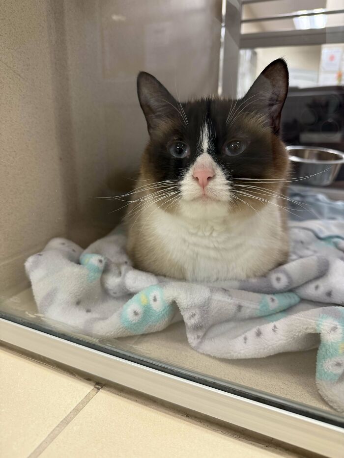 60 Adopted Animals That Are Finally Showered With Love, And It Shows (August Edition)