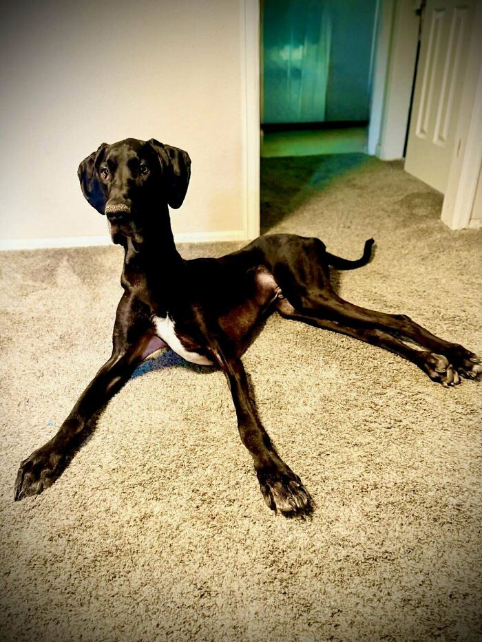 60 Adopted Animals That Are Finally Showered With Love, And It Shows (August Edition)