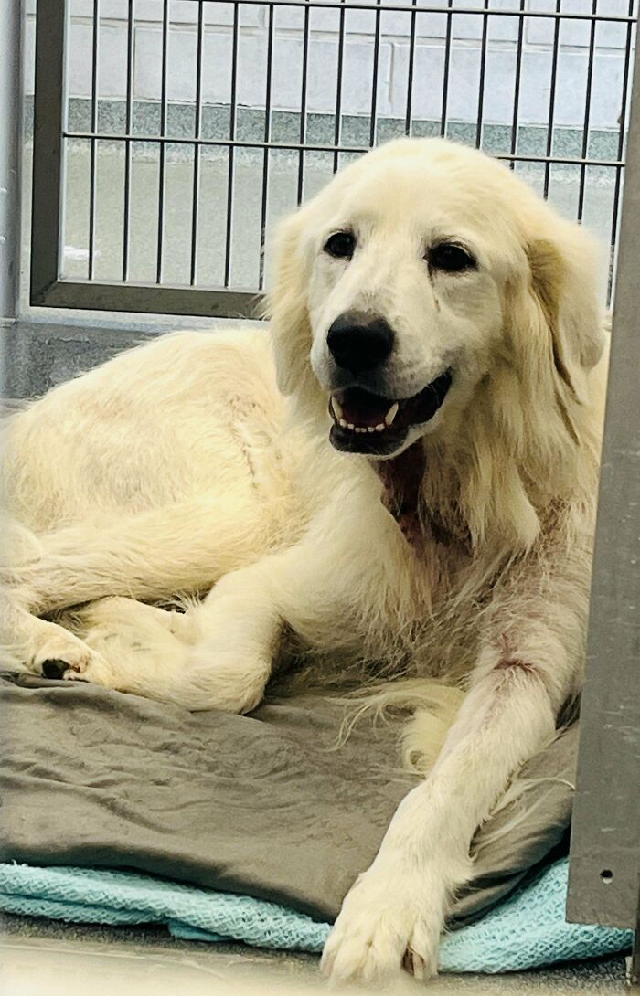 60 Adopted Animals That Are Finally Showered With Love, And It Shows (August Edition)