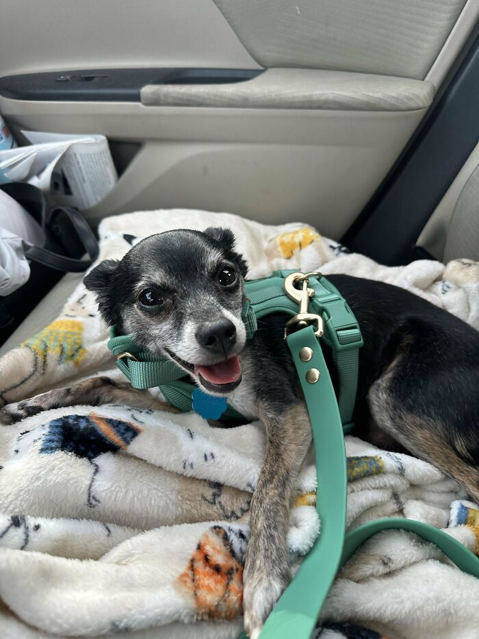 60 Adopted Animals That Are Finally Showered With Love, And It Shows (August Edition)