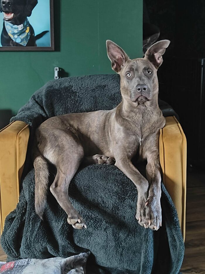 60 Adopted Animals That Are Finally Showered With Love, And It Shows (August Edition)