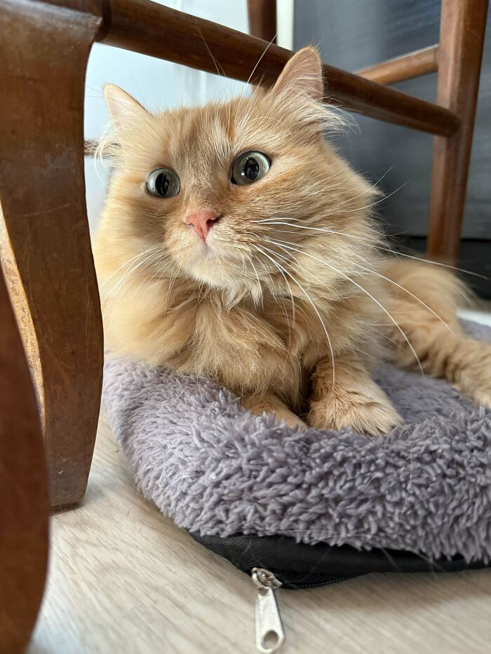 60 Adopted Animals That Are Finally Showered With Love, And It Shows (August Edition)
