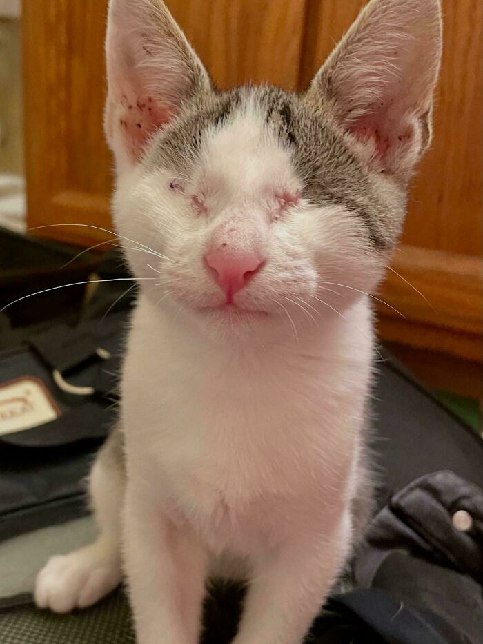 60 Adopted Animals That Are Finally Showered With Love, And It Shows (August Edition)