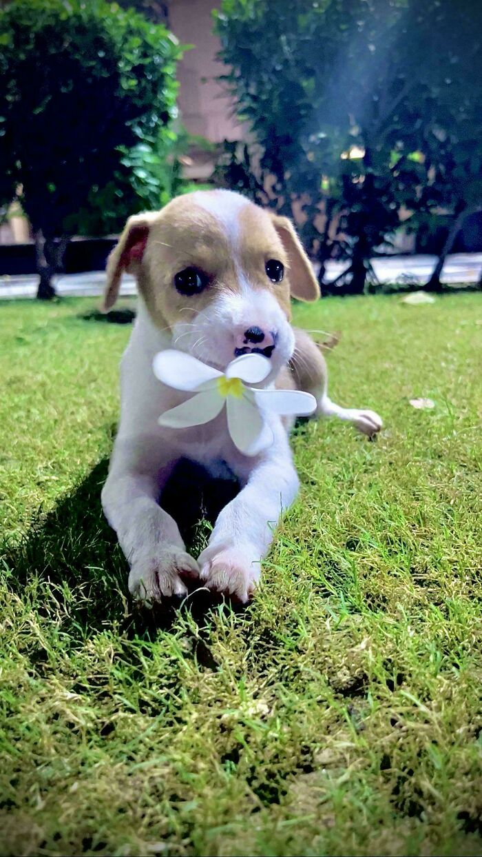 60 Adopted Animals That Are Finally Showered With Love, And It Shows (August Edition)