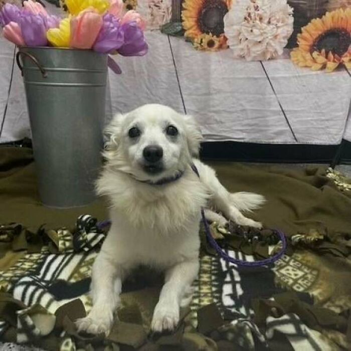 60 Adopted Animals That Are Finally Showered With Love, And It Shows (August Edition)