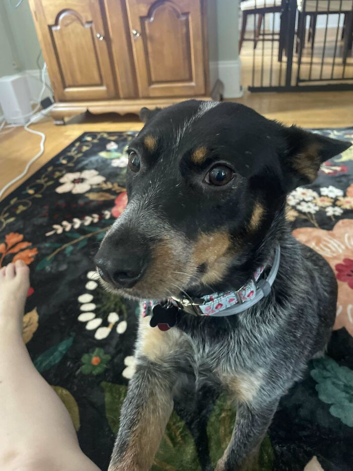 60 Adopted Animals That Are Finally Showered With Love, And It Shows (August Edition)