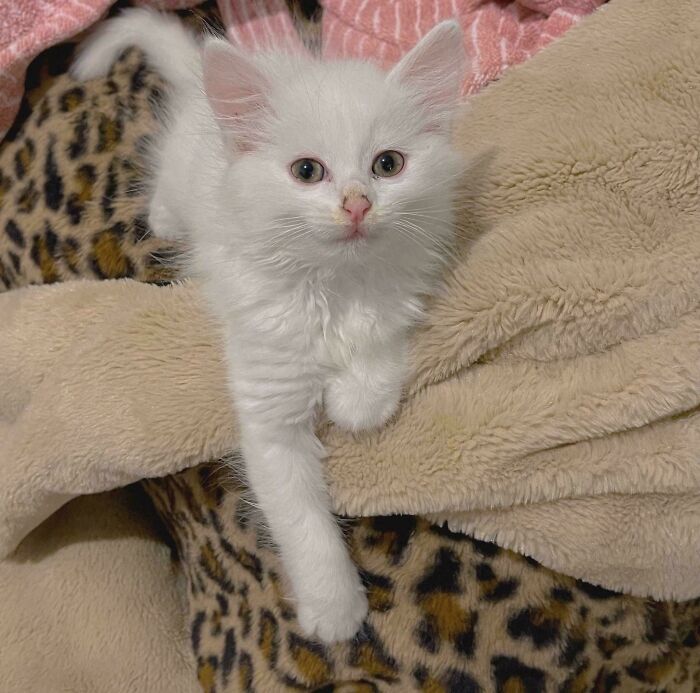60 Adopted Animals That Are Finally Showered With Love, And It Shows (August Edition)