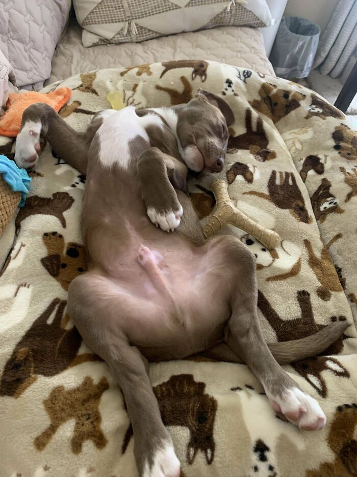 60 Adopted Animals That Are Finally Showered With Love, And It Shows (August Edition)