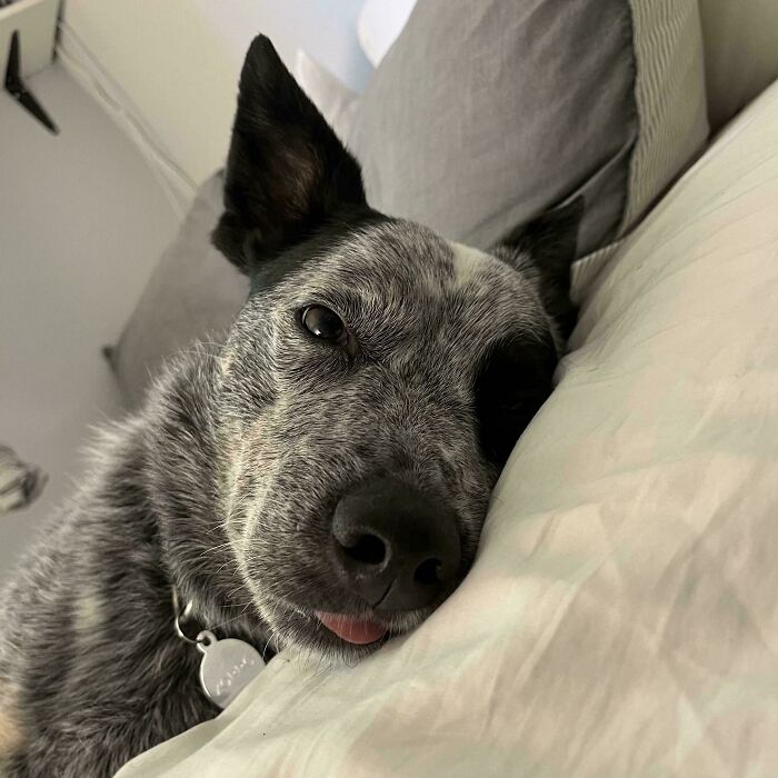 60 Adopted Animals That Are Finally Showered With Love, And It Shows (August Edition)