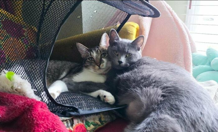 60 Adopted Animals That Are Finally Showered With Love, And It Shows (August Edition)
