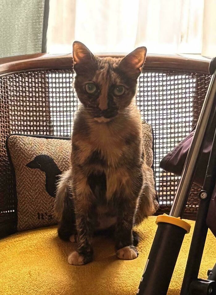 60 Adopted Animals That Are Finally Showered With Love, And It Shows (August Edition)