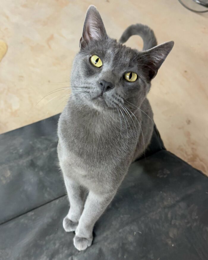 60 Adopted Animals That Are Finally Showered With Love, And It Shows (August Edition)