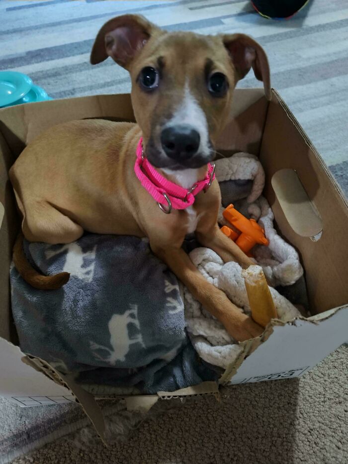 60 Adopted Animals That Are Finally Showered With Love, And It Shows (August Edition)