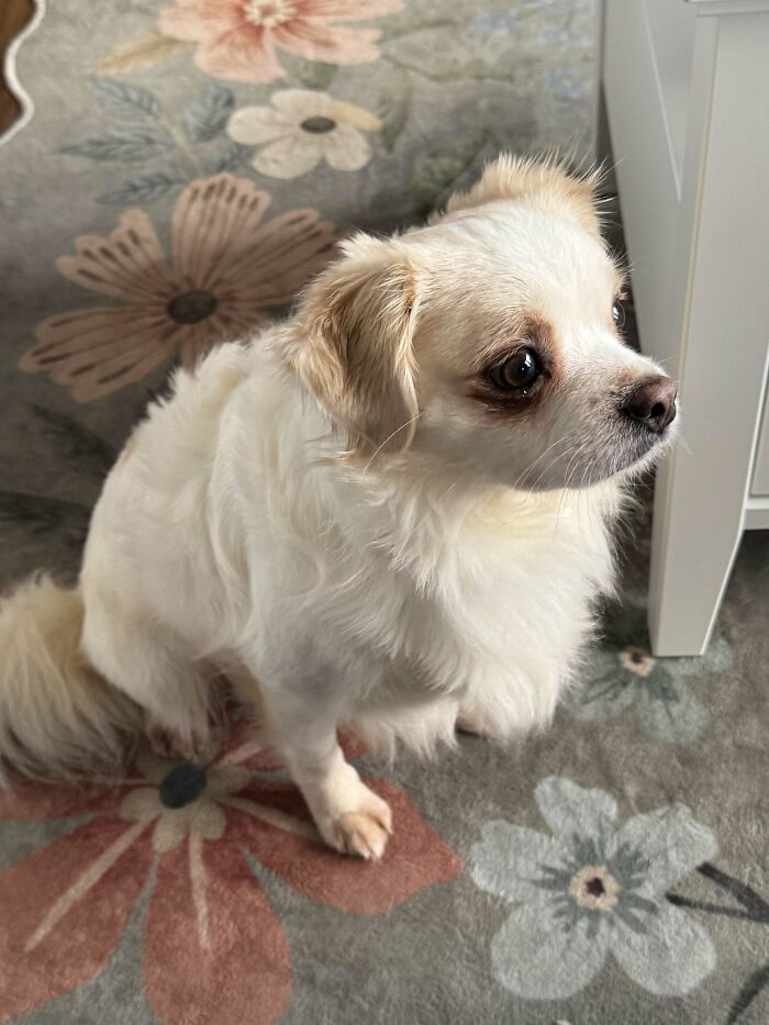 60 Adopted Animals That Are Finally Showered With Love, And It Shows (August Edition)