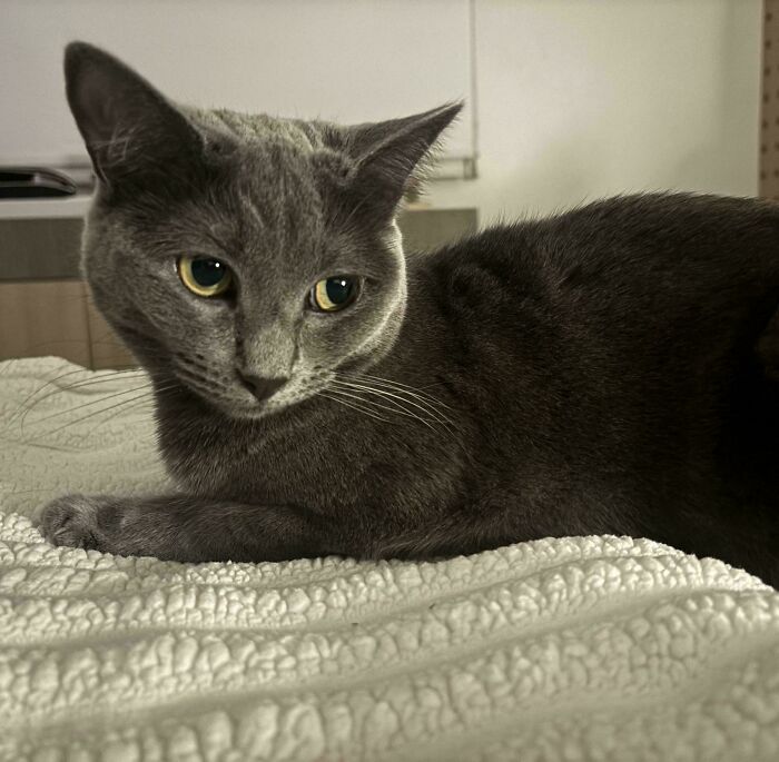 60 Adopted Animals That Are Finally Showered With Love, And It Shows (August Edition)