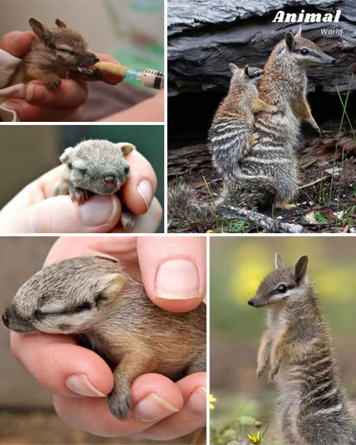 These 79 Unique And Cute Creatures Prove Nature Is Full Of Beautiful Surprises