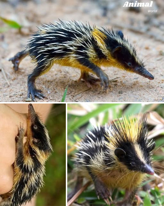 These 79 Unique And Cute Creatures Prove Nature Is Full Of Beautiful Surprises