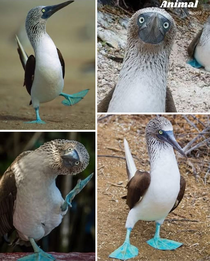 These 79 Unique And Cute Creatures Prove Nature Is Full Of Beautiful Surprises