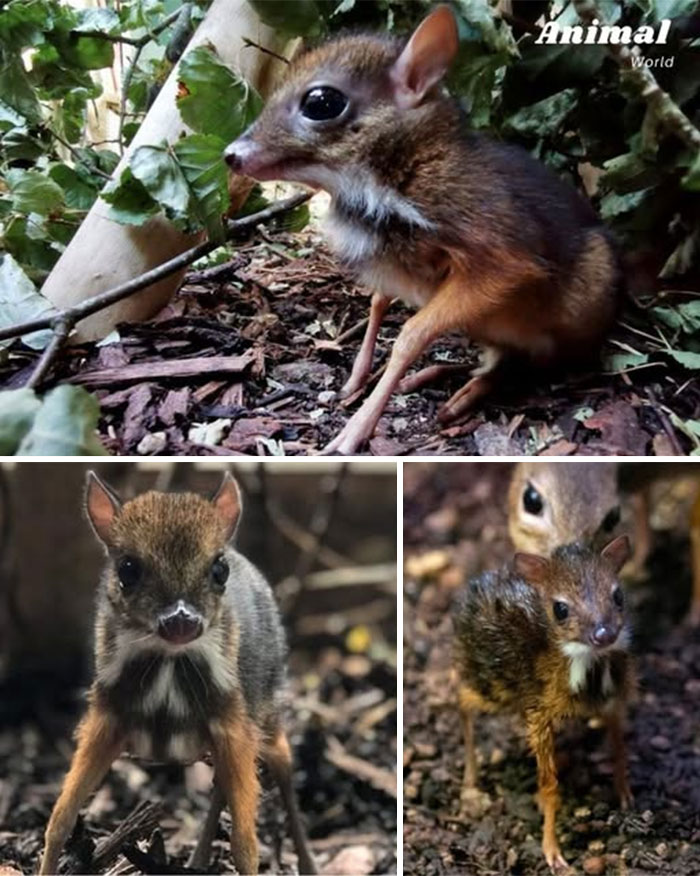 These 79 Unique And Cute Creatures Prove Nature Is Full Of Beautiful Surprises