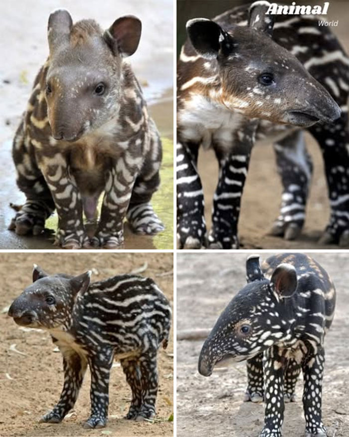 These 79 Unique And Cute Creatures Prove Nature Is Full Of Beautiful Surprises
