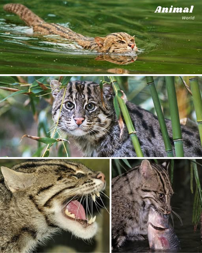 These 79 Unique And Cute Creatures Prove Nature Is Full Of Beautiful Surprises