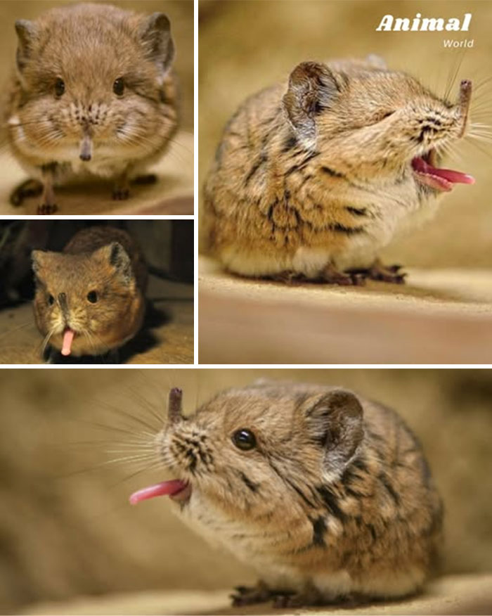 These 79 Unique And Cute Creatures Prove Nature Is Full Of Beautiful Surprises