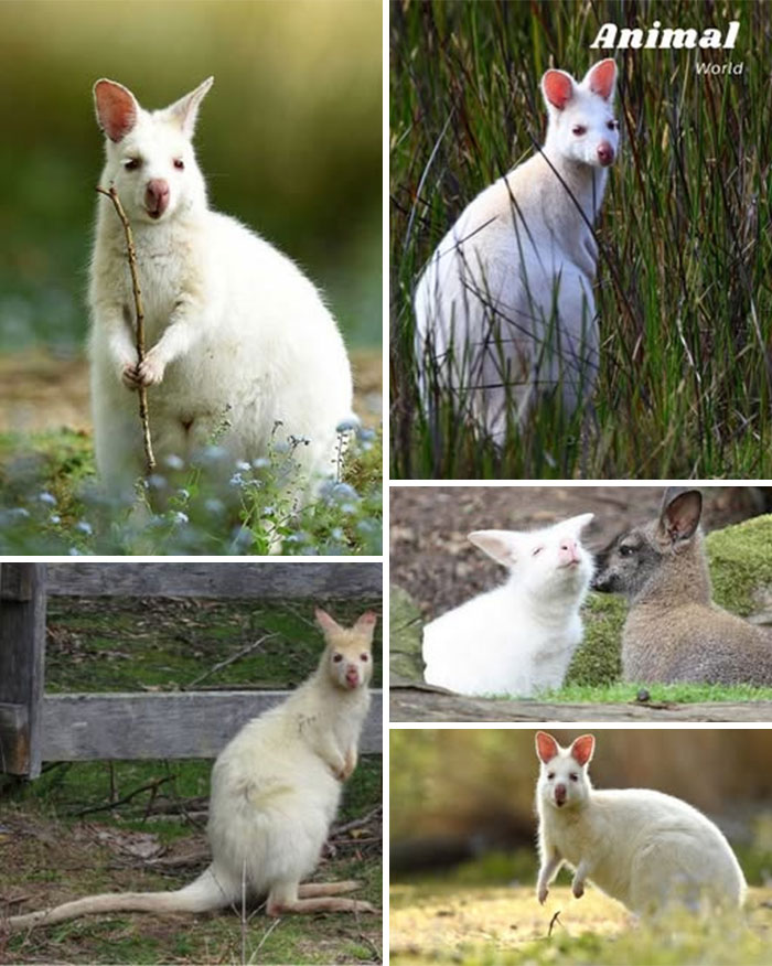These 79 Unique And Cute Creatures Prove Nature Is Full Of Beautiful Surprises