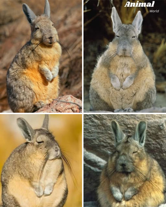 These 79 Unique And Cute Creatures Prove Nature Is Full Of Beautiful Surprises