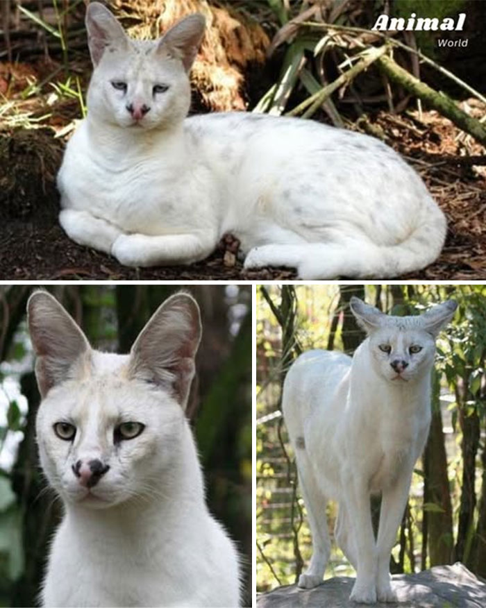 These 79 Unique And Cute Creatures Prove Nature Is Full Of Beautiful Surprises