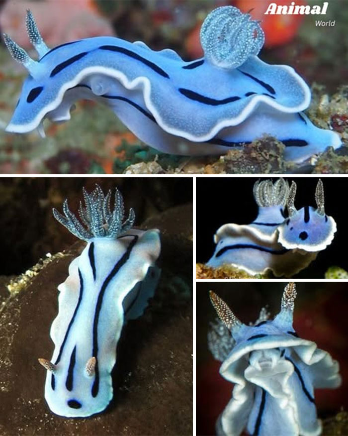 These 79 Unique And Cute Creatures Prove Nature Is Full Of Beautiful Surprises