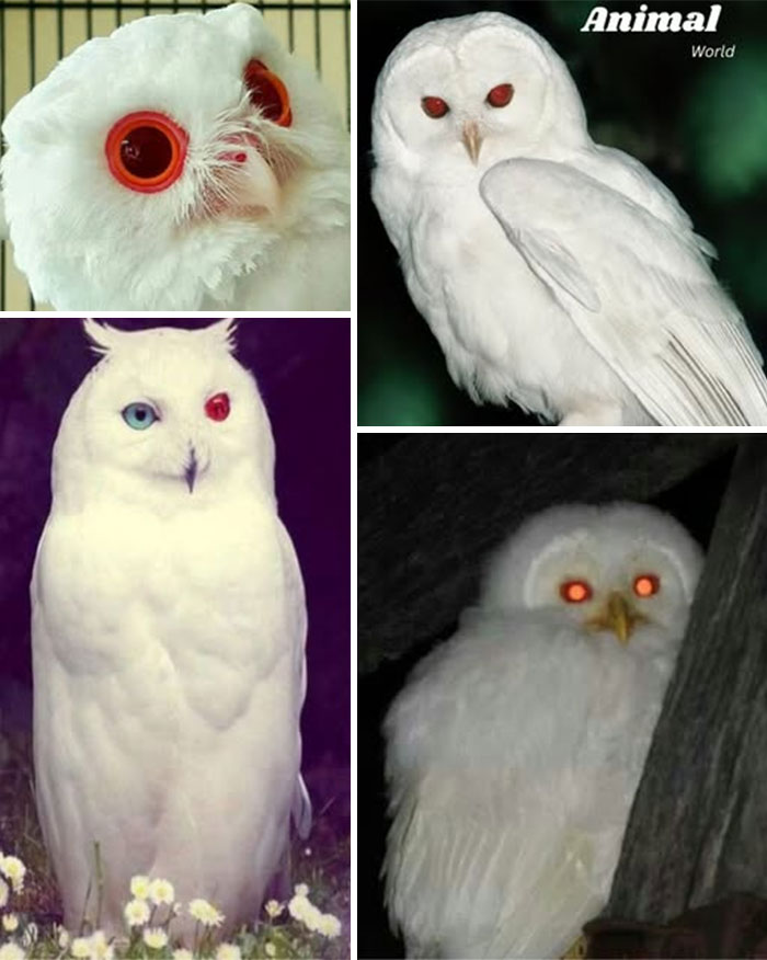 These 79 Unique And Cute Creatures Prove Nature Is Full Of Beautiful Surprises