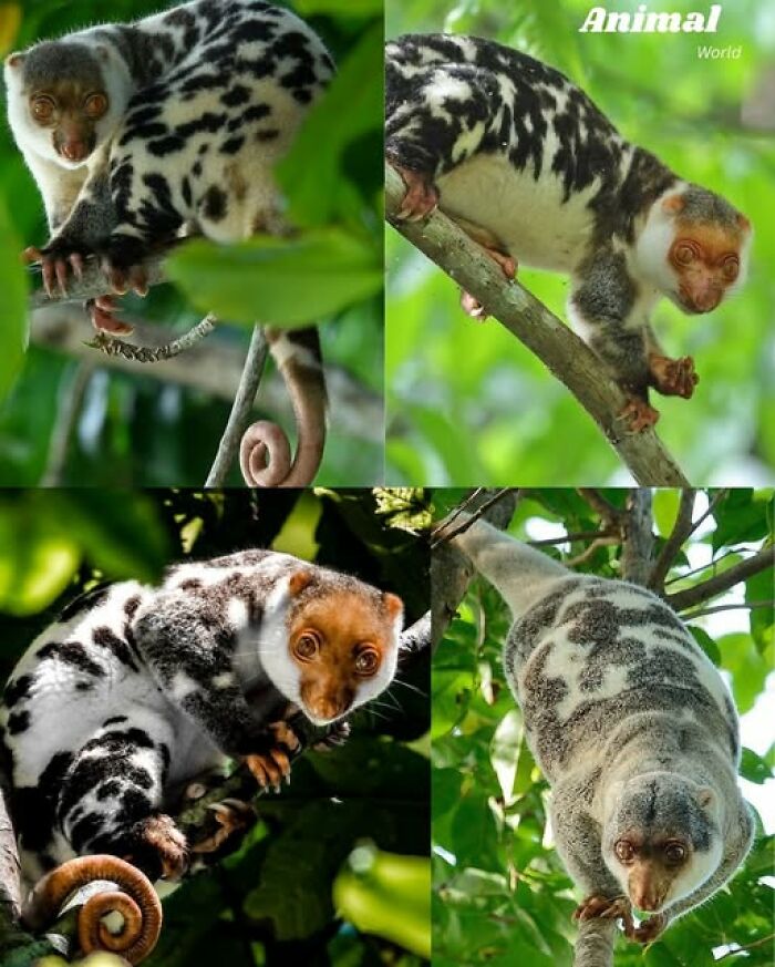 These 79 Unique And Cute Creatures Prove Nature Is Full Of Beautiful Surprises