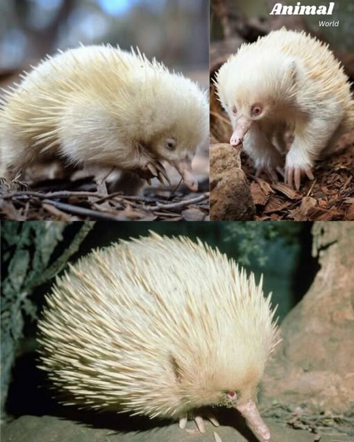 These 79 Unique And Cute Creatures Prove Nature Is Full Of Beautiful Surprises
