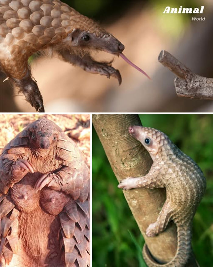 These 79 Unique And Cute Creatures Prove Nature Is Full Of Beautiful Surprises