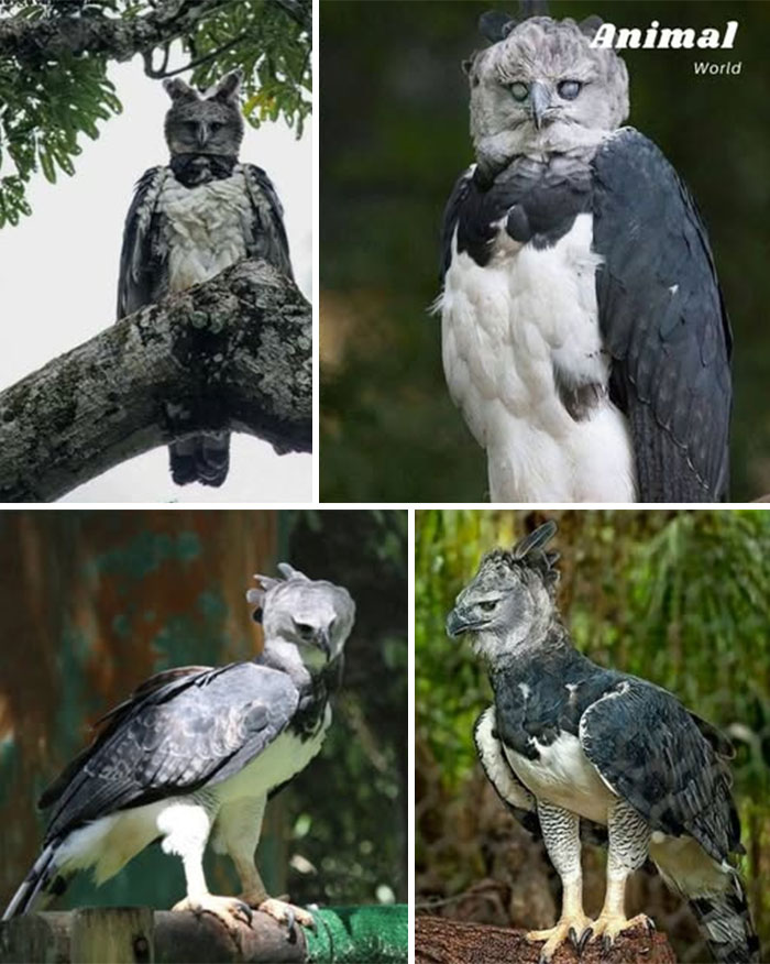 These 79 Unique And Cute Creatures Prove Nature Is Full Of Beautiful Surprises