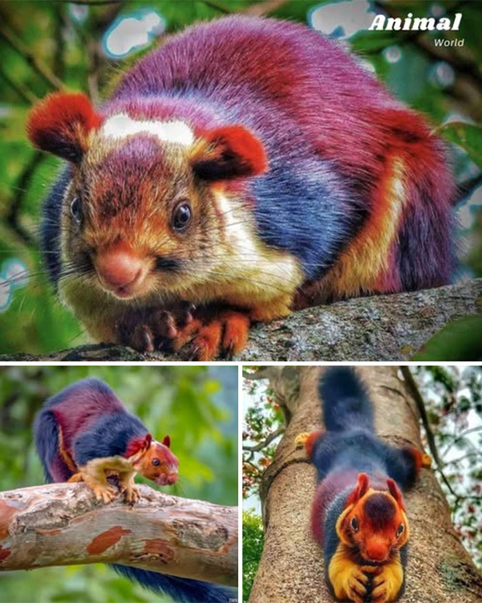 These 79 Unique And Cute Creatures Prove Nature Is Full Of Beautiful Surprises
