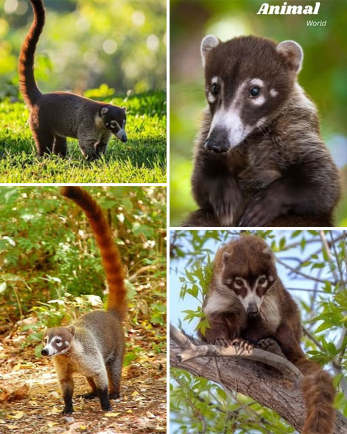 These 79 Unique And Cute Creatures Prove Nature Is Full Of Beautiful Surprises