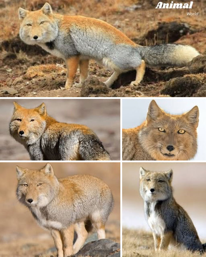 These 79 Unique And Cute Creatures Prove Nature Is Full Of Beautiful Surprises