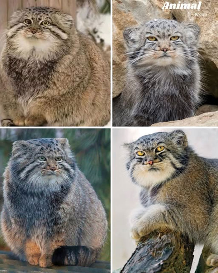These 79 Unique And Cute Creatures Prove Nature Is Full Of Beautiful Surprises