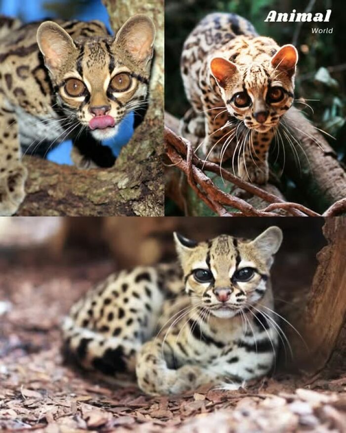 These 79 Unique And Cute Creatures Prove Nature Is Full Of Beautiful Surprises