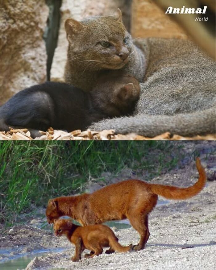 These 79 Unique And Cute Creatures Prove Nature Is Full Of Beautiful Surprises