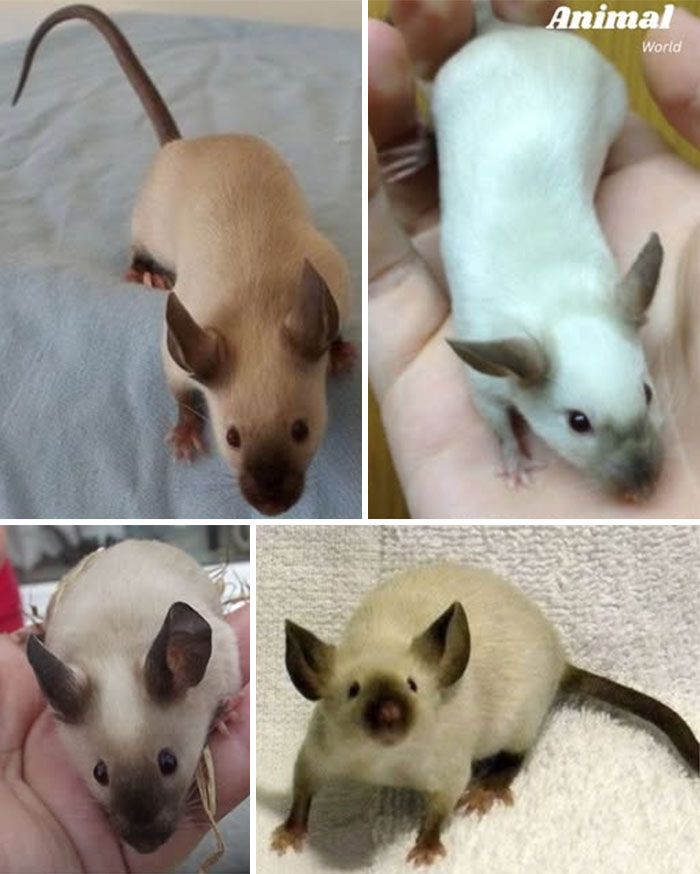 These 79 Unique And Cute Creatures Prove Nature Is Full Of Beautiful Surprises