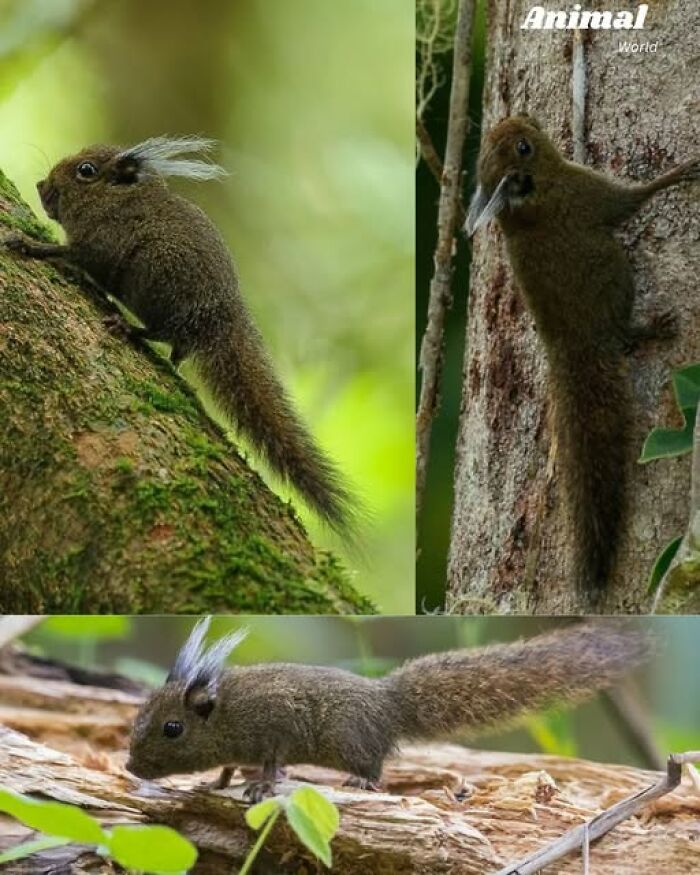 These 79 Unique And Cute Creatures Prove Nature Is Full Of Beautiful Surprises