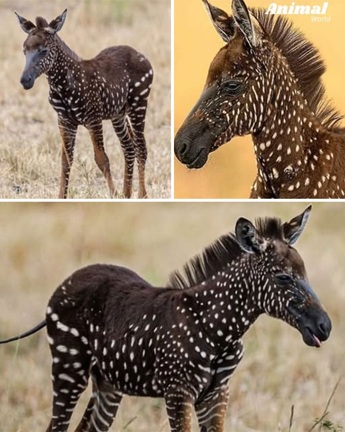 These 79 Unique And Cute Creatures Prove Nature Is Full Of Beautiful Surprises