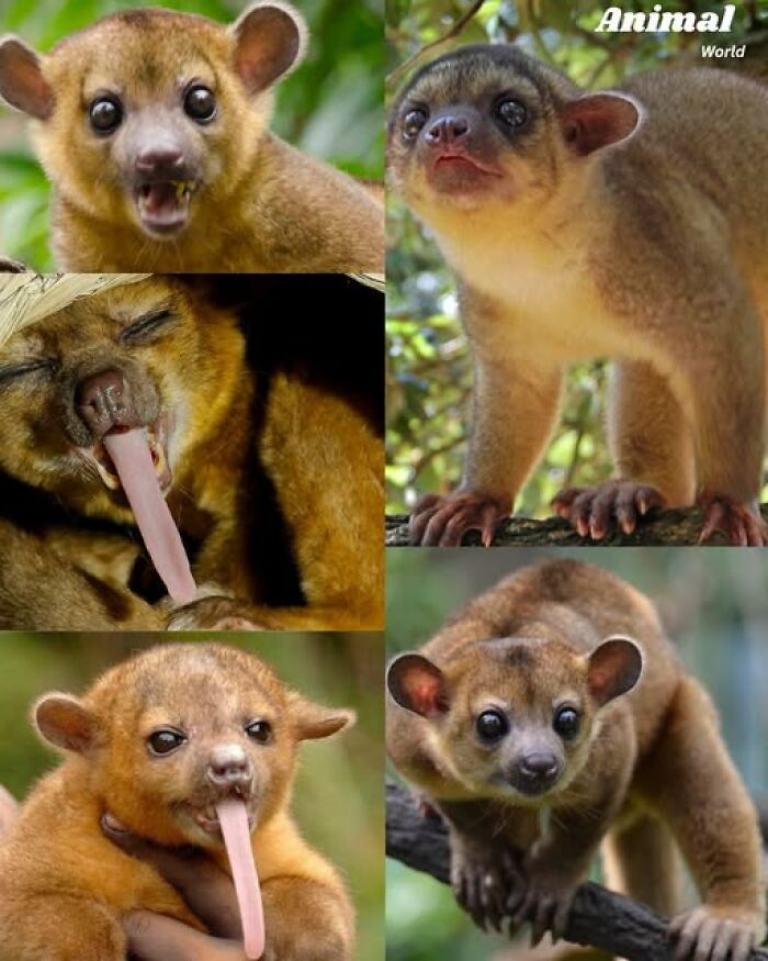 These 79 Unique And Cute Creatures Prove Nature Is Full Of Beautiful Surprises