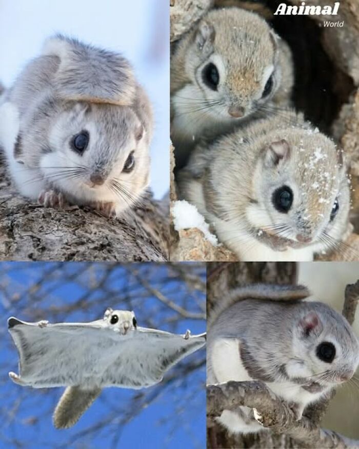 These 79 Unique And Cute Creatures Prove Nature Is Full Of Beautiful Surprises