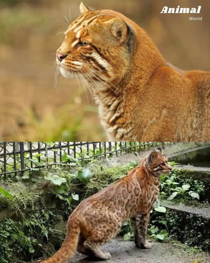 These 79 Unique And Cute Creatures Prove Nature Is Full Of Beautiful Surprises