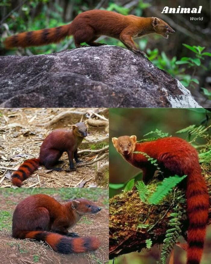 These 79 Unique And Cute Creatures Prove Nature Is Full Of Beautiful Surprises